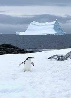 Arctic